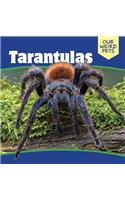 Tarantulas