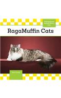 Ragamuffin Cats