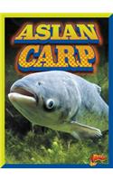 Asian Carp