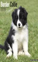 Border Collie Puppies Calendar 2018