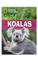 Koalas