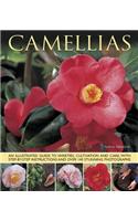 Camellias