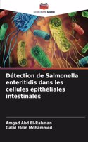Détection de Salmonella enteritidis dans les cellules épithéliales intestinales