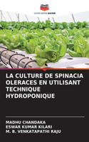 Culture de Spinacia Oleraces En Utilisant Technique Hydroponique