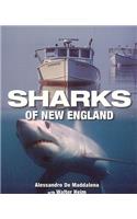 Sharks of New England