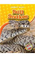 Bull Snakes