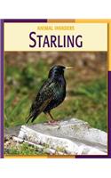 Starling