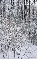 2020 Weekly Planner Winter Snowy Woods Photo 134 Pages