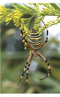 Wasp Spider (Argiope Bruennichi) in Japan Journal