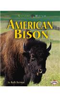 American Bison