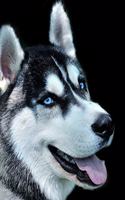 Siberian Husky Notebook: 8.5 x 11, College Ruled, 150 Pages for Elementary, Primary, Middle, High School or University For Dog Fans