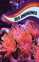 Sea Anemones