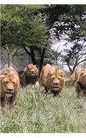 Lions in Zimbabwe Africa Journal: 150 Page Lined Notebook/Diary