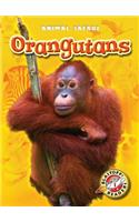 Orangutans