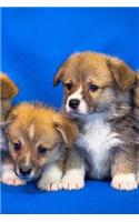 Welsh Corgi Notebook
