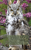Owl Coloring Book for Kids