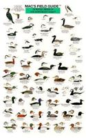 Mac's Field Guides: Northeast Coastal Water Birds