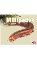 Millipedes