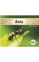 Ants