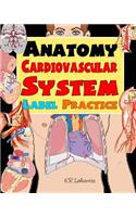 Anatomy Cardiovascular System Label Practice