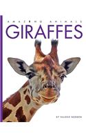 Giraffes