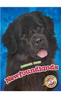 Newfoundlands