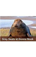 Grey Seals at Donna Nook 2018: Breeding Colony of Grey Seals(Calvendo Animals)