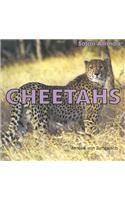 Cheetahs