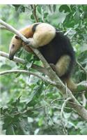 An Adorable Tamandua Anteater on a Tree Branch Animal Journal: 150 Page Lined Notebook/Diary