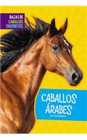 Caballos Arabes