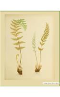 Nature Sketch Book