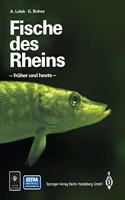 Fische Des Rheins