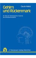 Gehirn Und Rückenmark