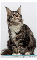 Maine Coon Cat Affirmations Workbook Maine Coon Cat Presents