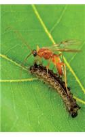 Insect Journal Wasp Gypsy Moth Caterpillar Entomology