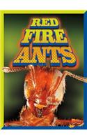 Red Fire Ants