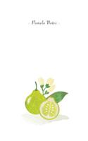 Pomelo Notes: 6x9 Unruled Blank Notebook - Watercolor Texture Nature Fruit Illustration Cover. Matte Softcover and White Interior Papers.