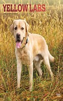 Labrador Retrievers, Yellow 2022 Square