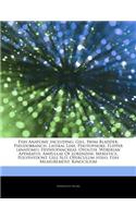 Articles on Fish Anatomy, Including: Gill, Swim Bladder, Pseudobranch, Lateral Line, Photophore, Flipper (Anatomy), Hepatopancreas, Otolith, Weberian Apparatus, Ampullae of Lorenzini, M(English)