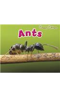 Ants