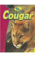 Cougar