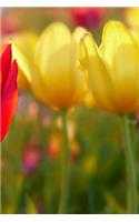Tulip Notebook