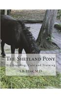 Shetland Pony