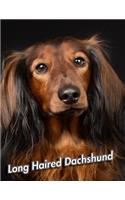 Long Haired Dachshund