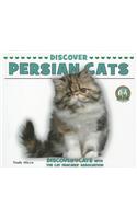 Discover Persian Cats