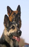 A Pair of German Shepherd Dogs