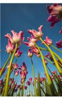A Gorgeous Unique View from Underneath Pink and White Tulips Flower Journal: 150 Page Lined Notebook/Diary