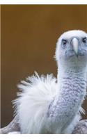 Griffon Vulture Stare Down Journal