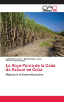 Roya Parda de la Caña de Azúcar en Cuba
