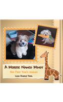 A Morkie Named Mindy